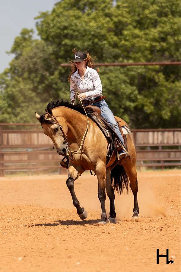 ranch-work-quarter-horse