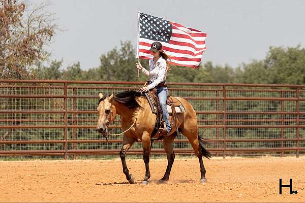 trail-quarter-horse