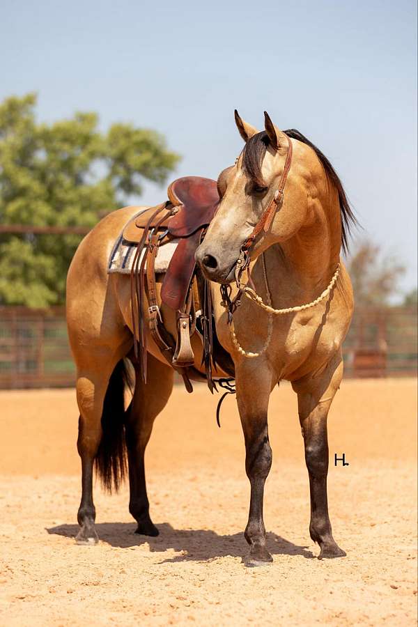 molly-gelding