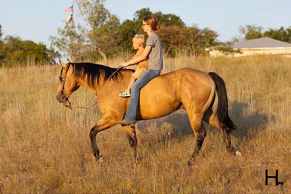 any-terrain-quarter-horse