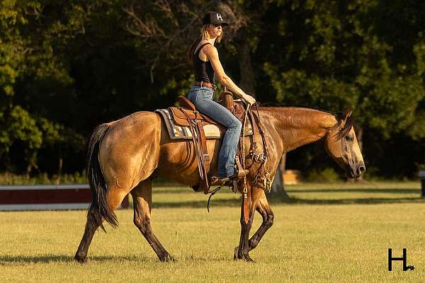 athletic-quarter-horse