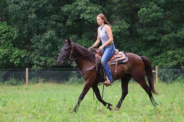 ranch-work-quarter-horse