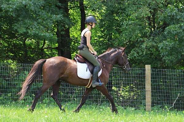 beginner-safe-quarter-horse