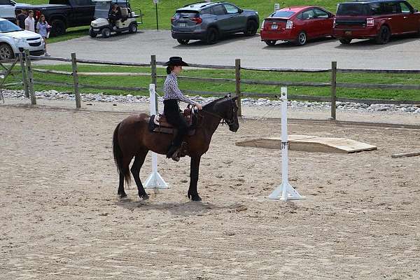 silver-mane-gelding