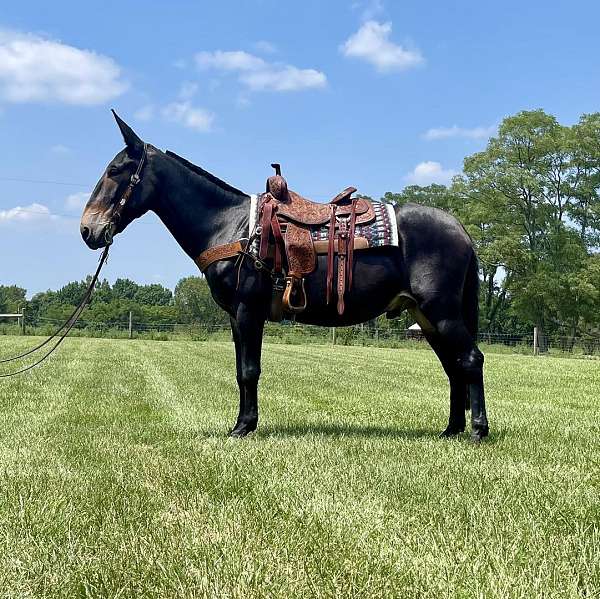 palomino-star-horse