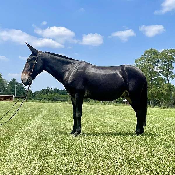 ranch-work-quarter-horse