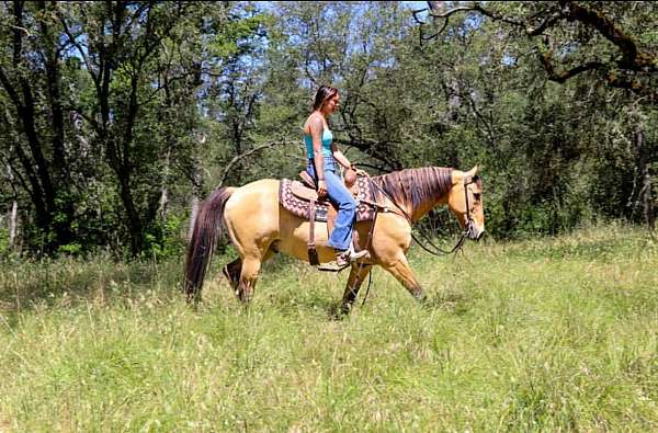 buckskin-quarter-horse