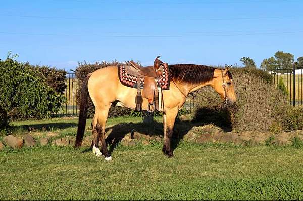 buckskin-star-horse