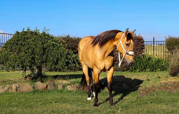 athletic-quarter-horse