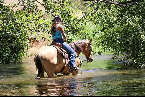 beginner-safe-quarter-horse