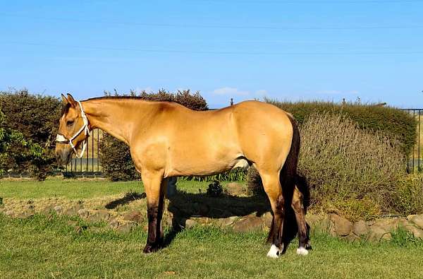 ranch-work-quarter-horse