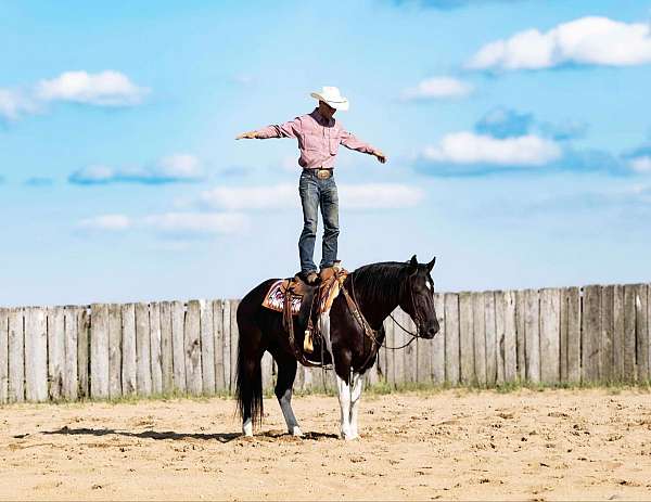 all-around-quarter-horse