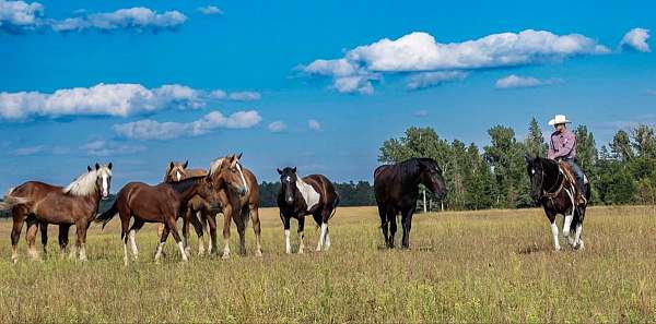 athletic-quarter-horse