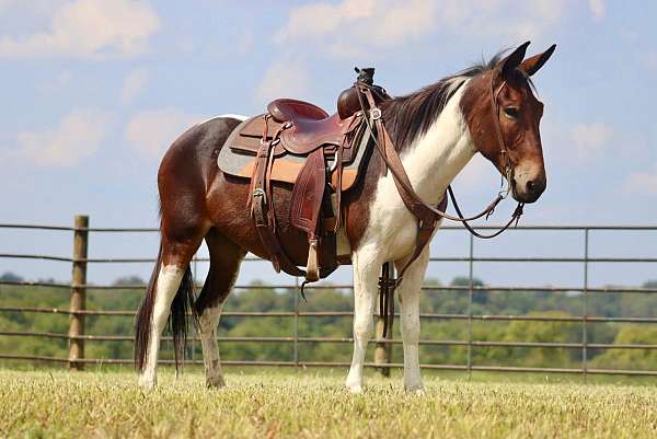 chestnut-none-horse