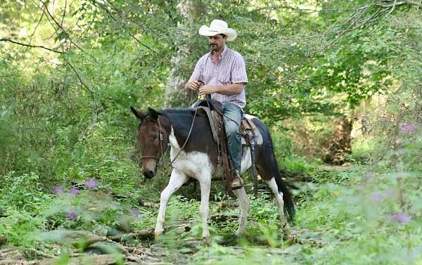 ranch-work-quarter-horse