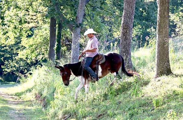 all-around-quarter-horse