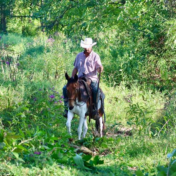 athletic-quarter-horse