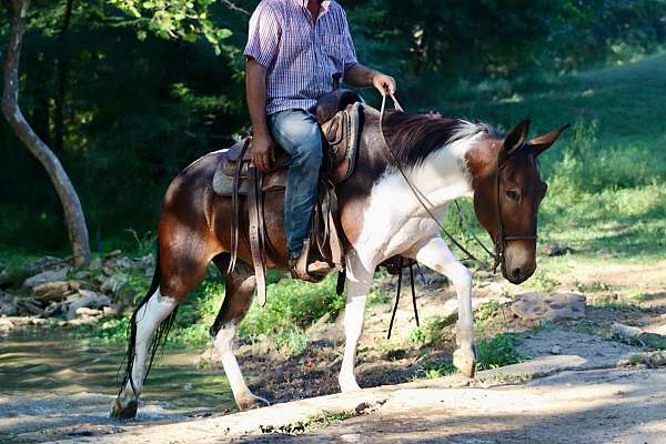 beginner-safe-quarter-horse