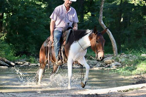 family-horse-quarter