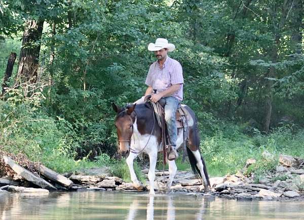 trail-quarter-horse