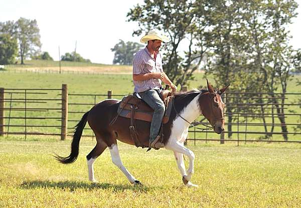 beginner-quarter-horse