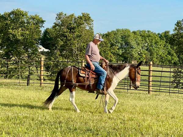 husband-safe-quarter-horse