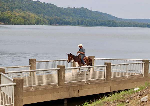 kid-safe-quarter-horse