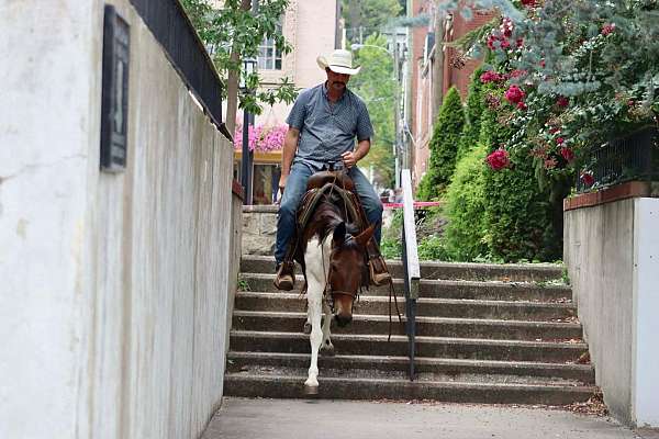 ranch-quarter-horse