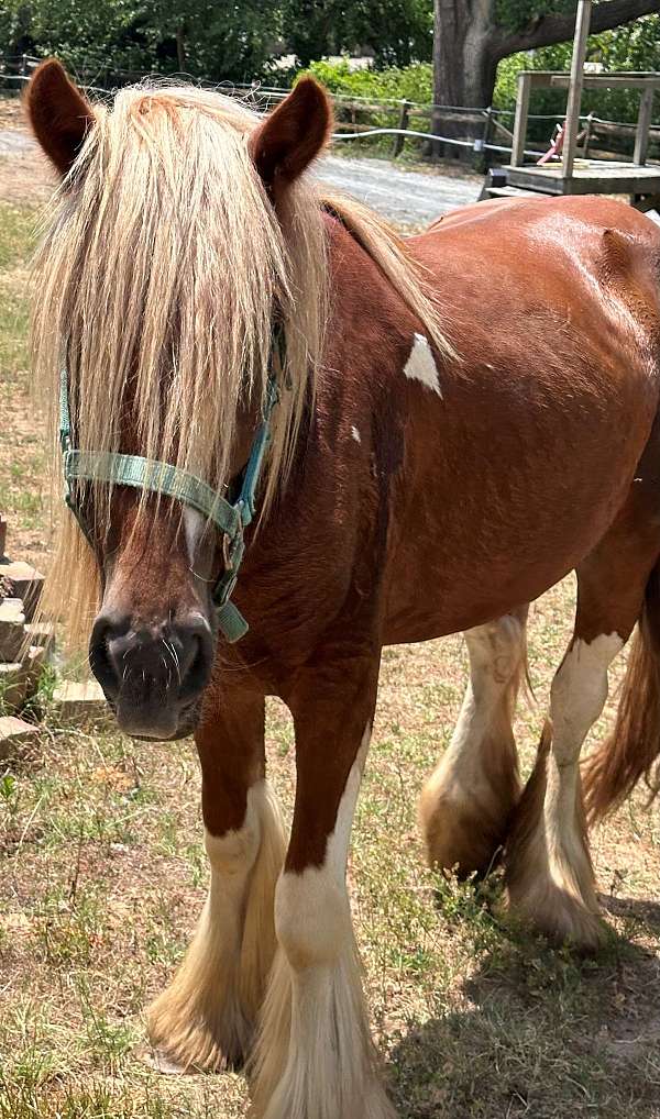 studs-gypsy-vanner-horse