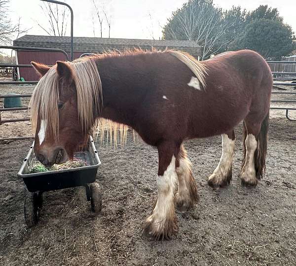 studs-gypsy-vanner-horse