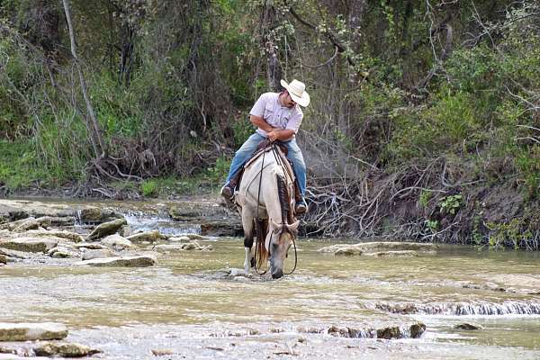 all-around-quarter-horse