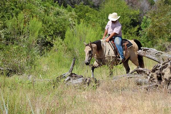 trail-quarter-horse