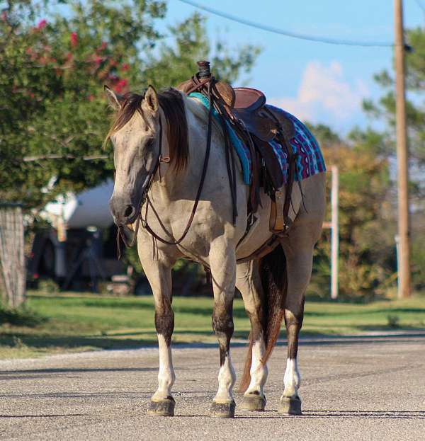 appy-quarter-horse