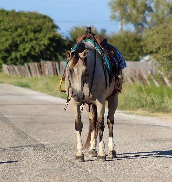 auction-quarter-horse