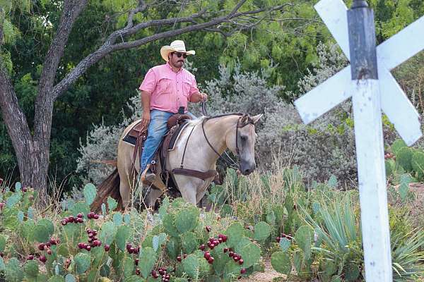 beginner-quarter-horse