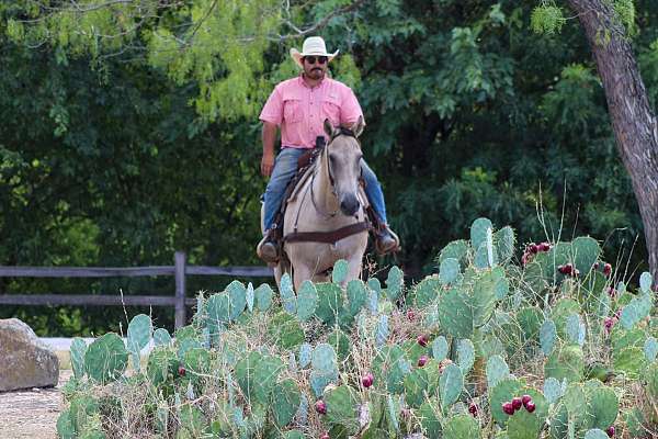 beginner-novice-quarter-horse