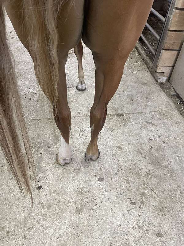 apha-gelding-paint-horse