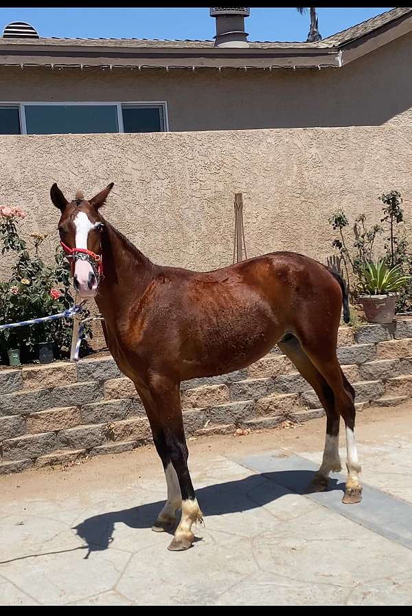 cross-andalusian-iberian-horse