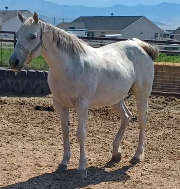 skipper-w-quarter-horse