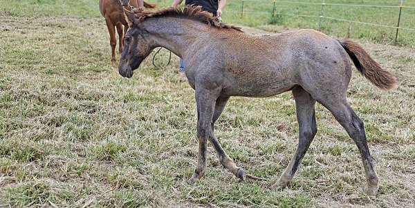 bay-roan-western-dressa-horse