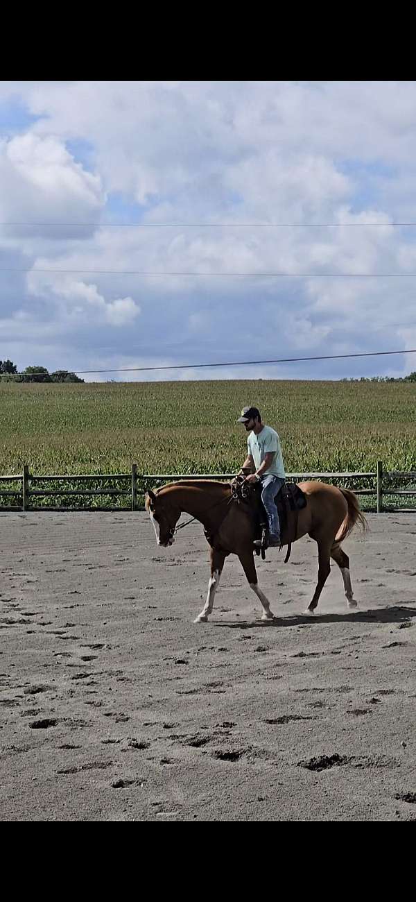 chestnut-white-paint-mare