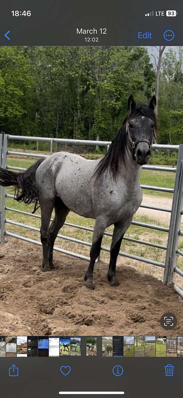 tennessee-walking-horse