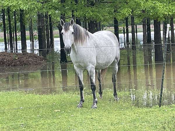 roan-colt-mare-for-sale