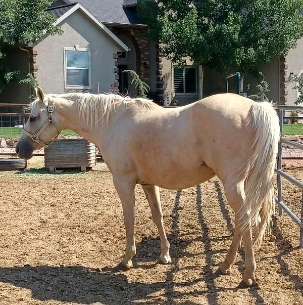 blaze-fore-pastern-horse