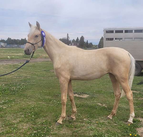 halter-appaloosa-morgan-horse