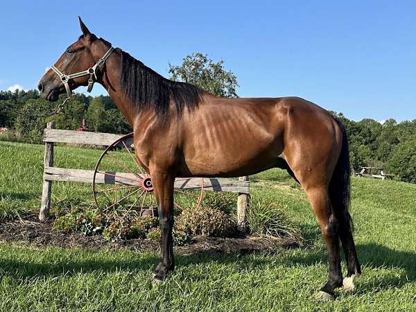 bay-standardbred-gelding