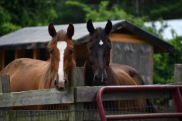 hunter-import-dutch-warmblood-warmblood-horse