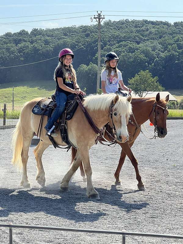 haflinger-gelding