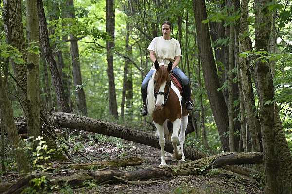 sorrel-overo-endurance-horse