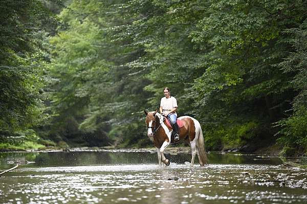 sorrel-overo-playday-horse